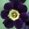 Auricula Starling - Abriachan Nurseries